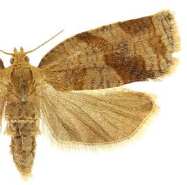  Female

