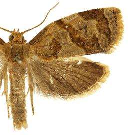  Male
