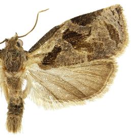   A .  grisea 

