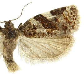  Male
