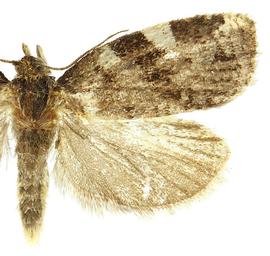  Female
