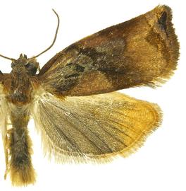   A .  podana 
