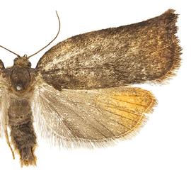  Female
