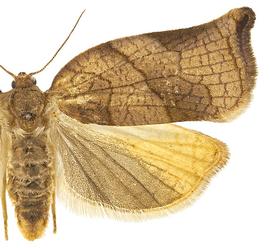  Female
