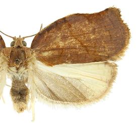  Male

