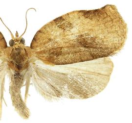  Male
