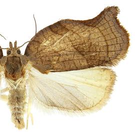  Female
