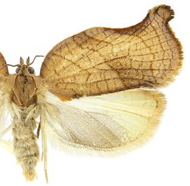  Female
