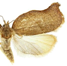  Female
