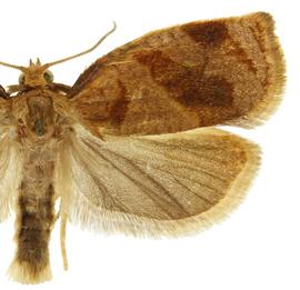  Male
