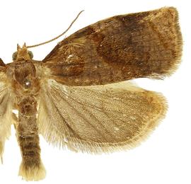   A .  rosana 
