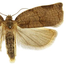  Female
