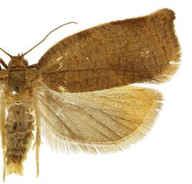  Female
