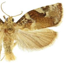   A .  semiferanus 
