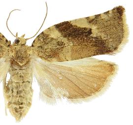  Female
