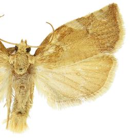  Male
