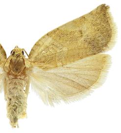  Female
