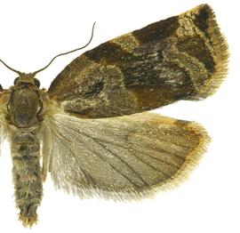  Female
