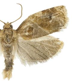  Male
