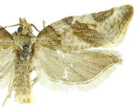  Male
