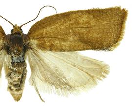  Female
