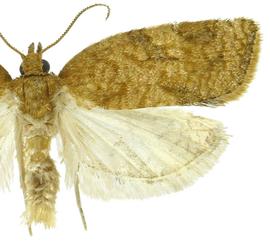  Male
