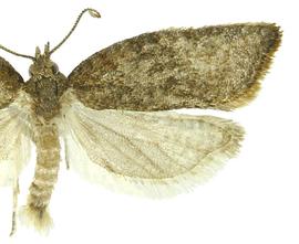  Male
