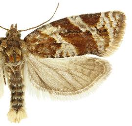  Male
