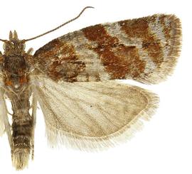  Male
