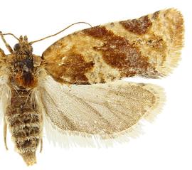   Argyrotaenia ljungiana 
