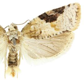   A .  mariana 
