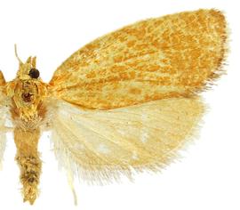  Female
