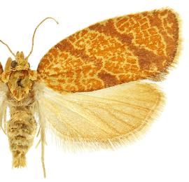  Female
