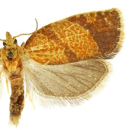  Male
