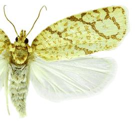  Female

