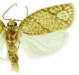   A .  quercifoliana 
