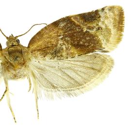   A .  velutinana 
