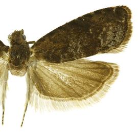  Male
