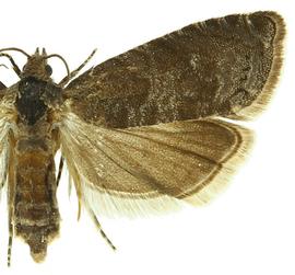  Female
