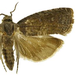  Male
