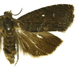  Female
