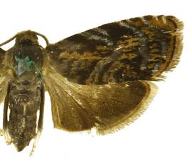  Male
