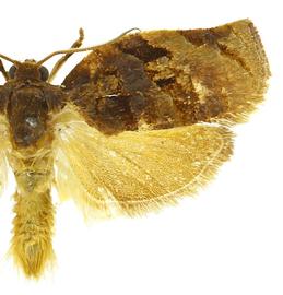  Male
