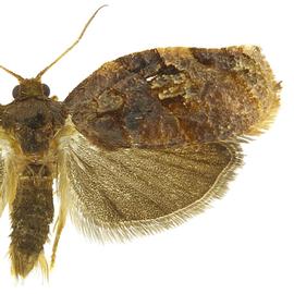  Male
