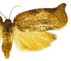  Female
