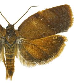  Male

