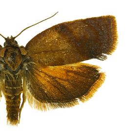  Male
