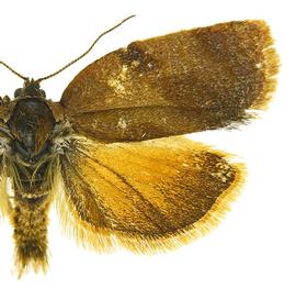   Cacoecimorpha pronubana 

