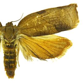  Female
