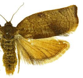  Female

